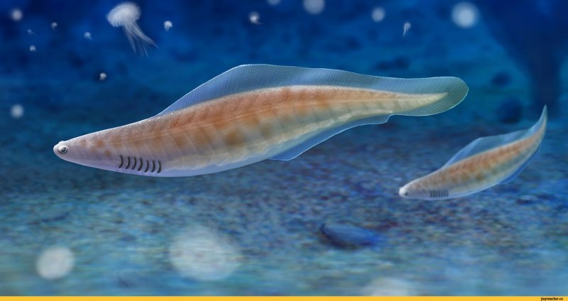 Haikouichthys ercaicunensis