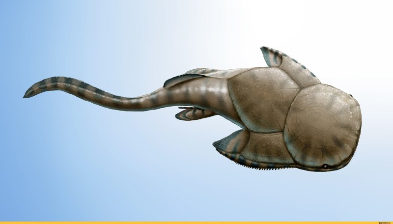 Austrophyllolepis ritchiei