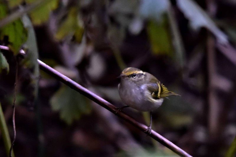 Корольковая пеночка (Phylloscopus proregulus)