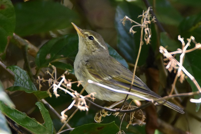 Phylloscopus trochilus