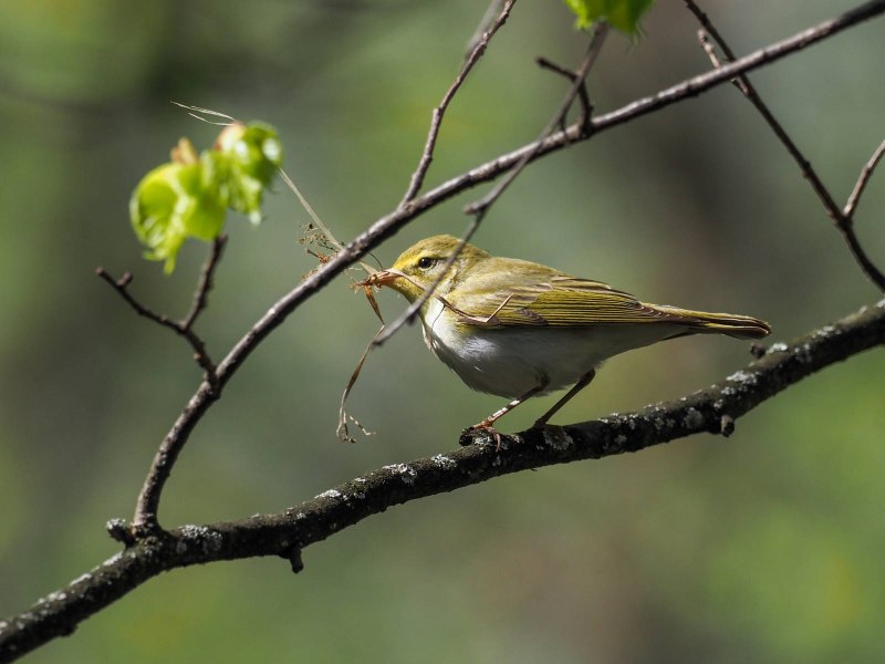 Пеночка-трещотка (Phylloscopus sibilatrix)