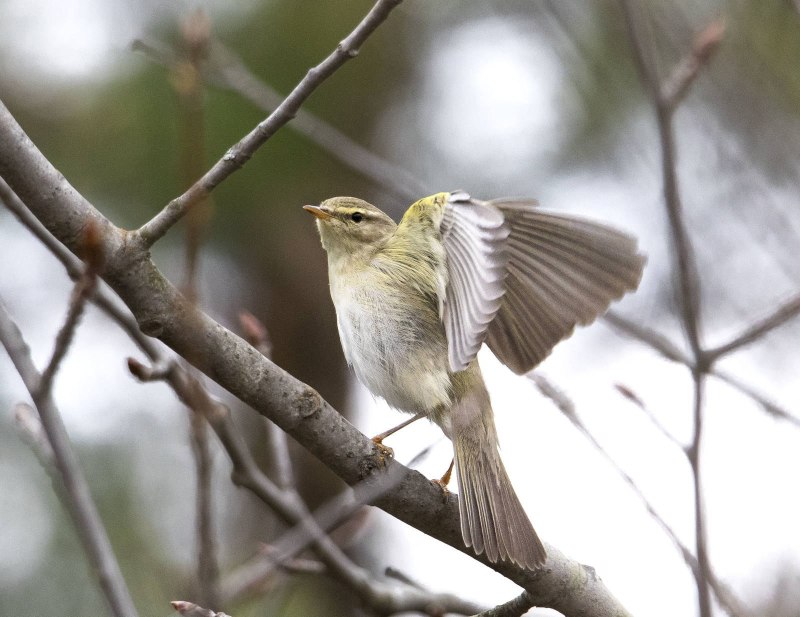 Пеночки-веснички Phylloscopus trochilus