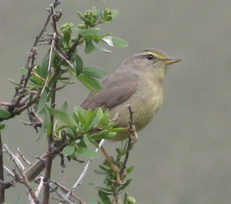 Индийская пеночка (Phylloscopus griseolus)
