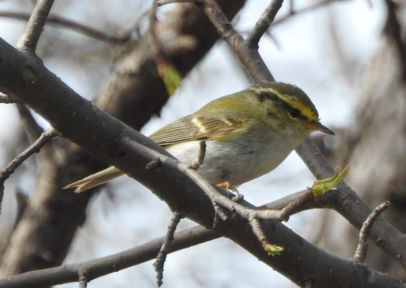 Корольковая пеночка (Phylloscopus proregulus)