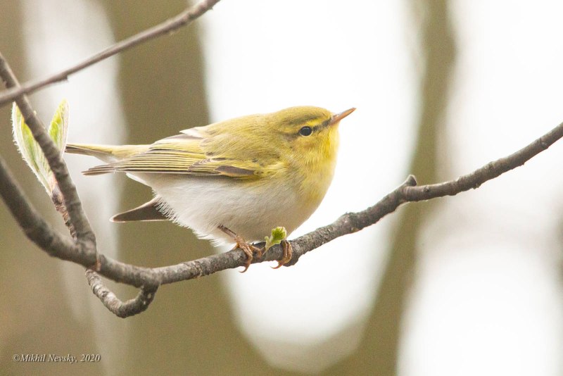 Пеночка-трещотка (Phylloscopus sibilatrix)