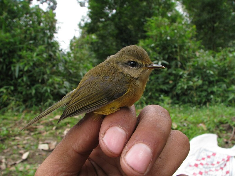 Abroscopus schisticeps