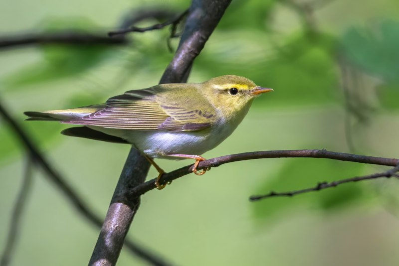 Пеночка-трещотка (Phylloscopus sibilatrix)