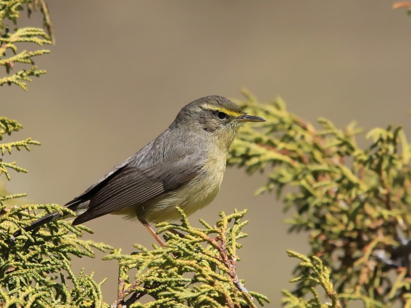 Индийская пеночка (Phylloscopus griseolus)
