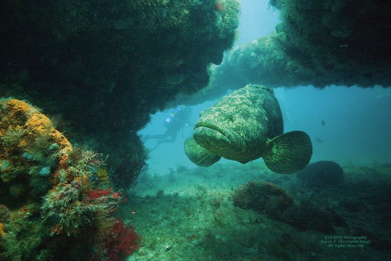 Гигантский Групер красное море