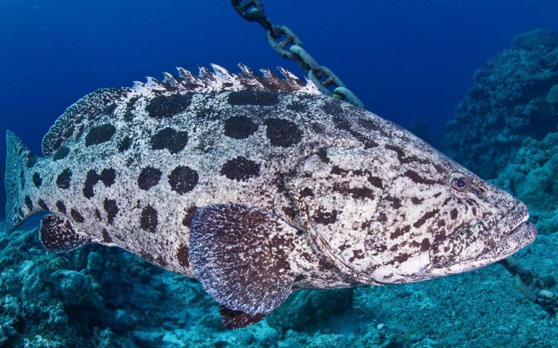 Epinephelus tukula
