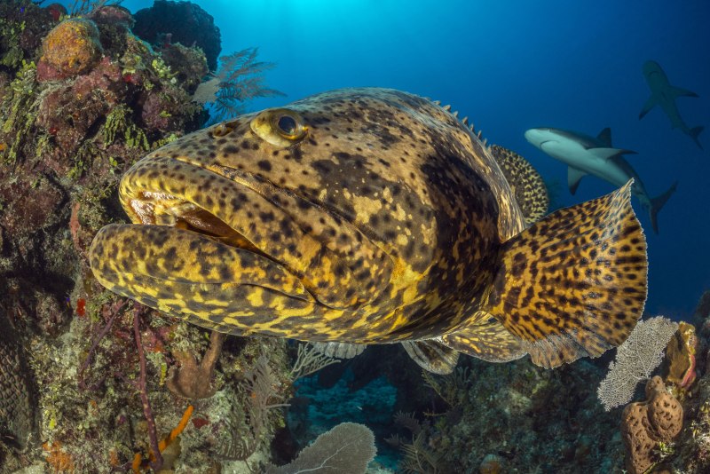 Epinephelus itajara