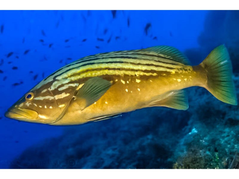 Epinephelus costae
