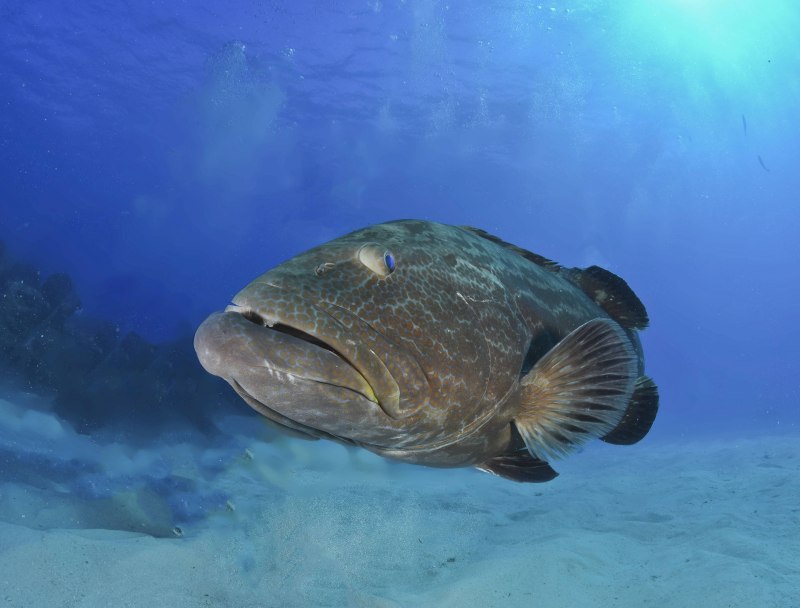 Mycteroperca Bonaci