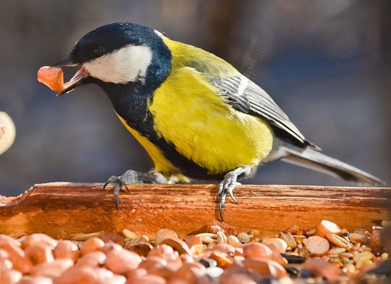 Синица Parus Major