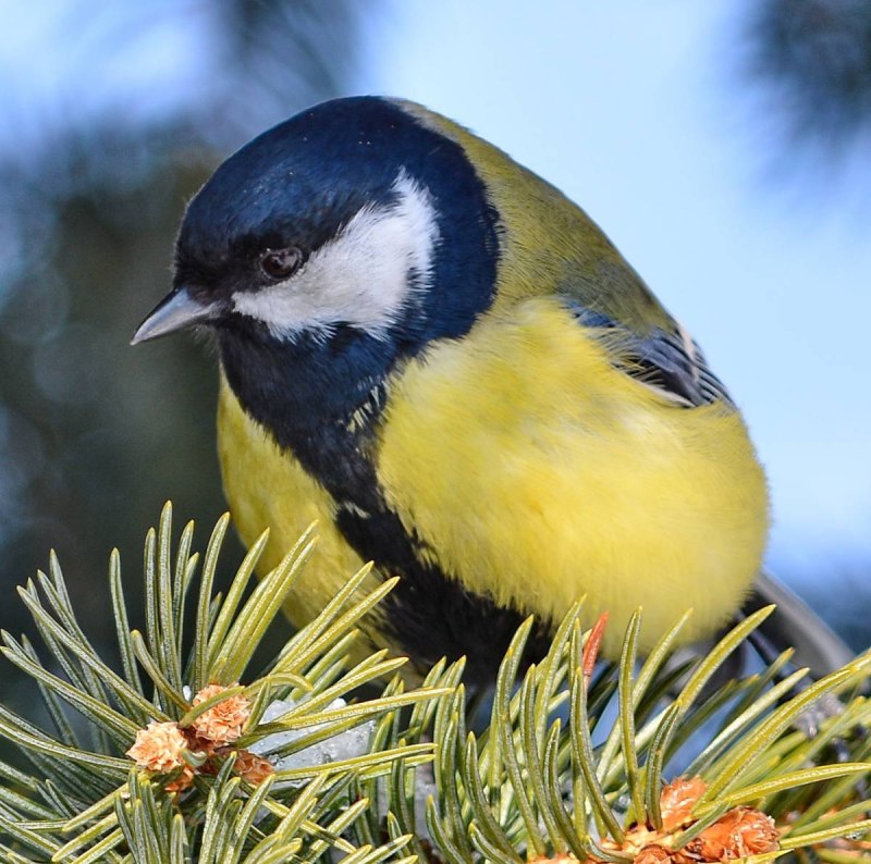 Синица Parus Major