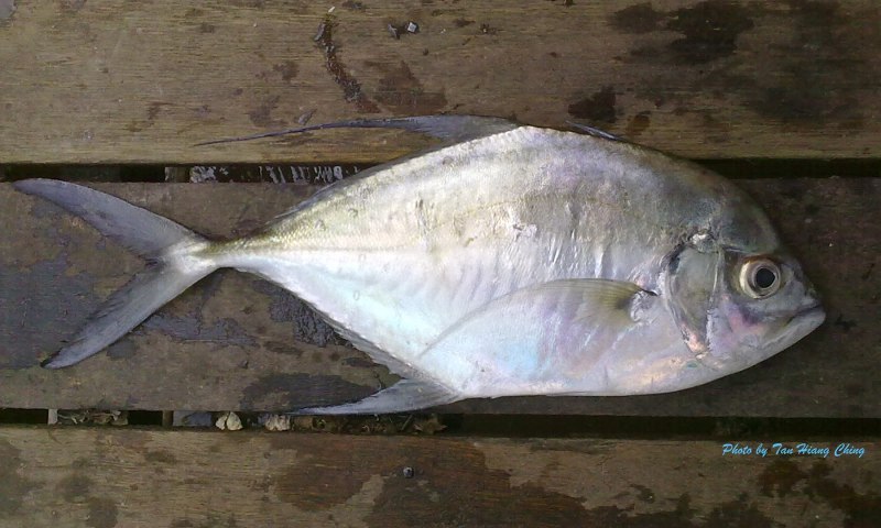 Carangoides chrysophrys