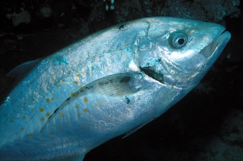 Carangoides chrysophrys