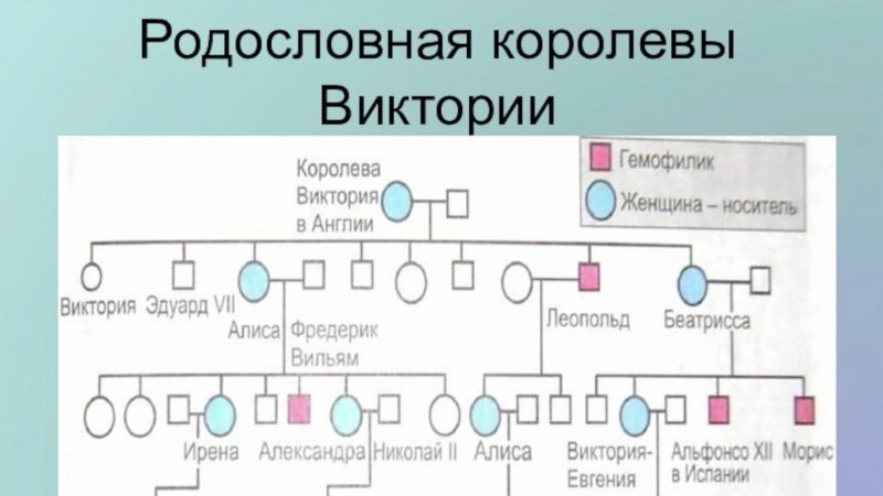 Генеалогическое Древо королевы Виктории гемофилия