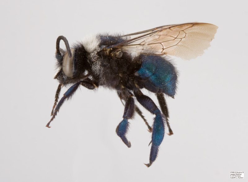 Acanthopus