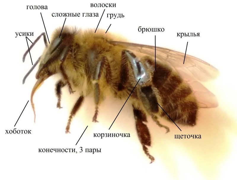 Анатомия пчелы медоносной