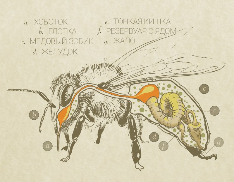 Строение пчелы зобик