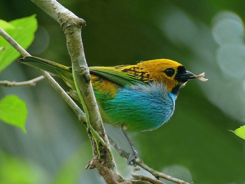 Tangara cyanoventris