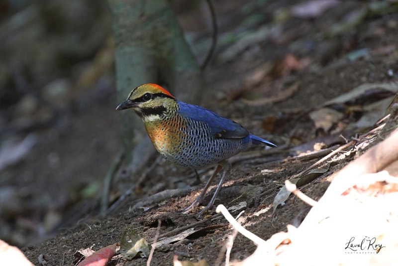 Lepidocyrtus cyaneus