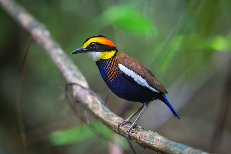Banded Birds