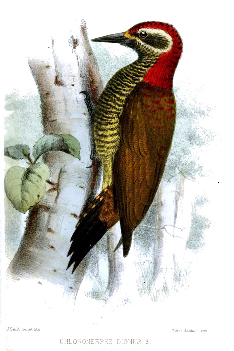 Veniliornis maculifrons