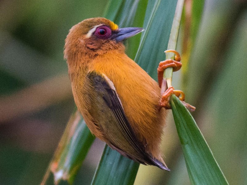 Buffalo pecker Bird