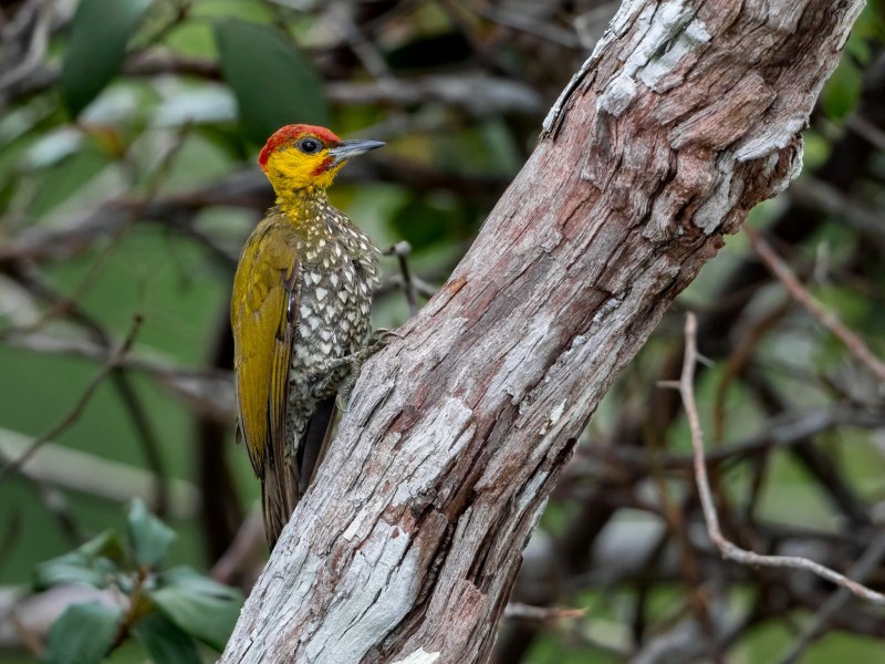 Piculus chrysochloros