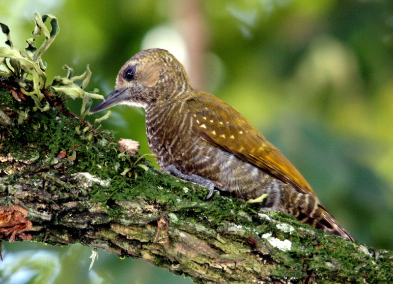 Veniliornis maculifrons