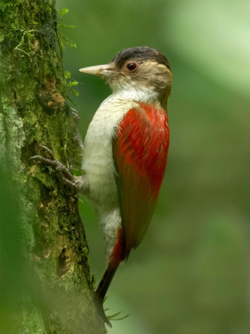 Veniliornis callonotus