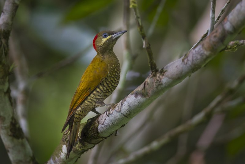 Piculus callopterus