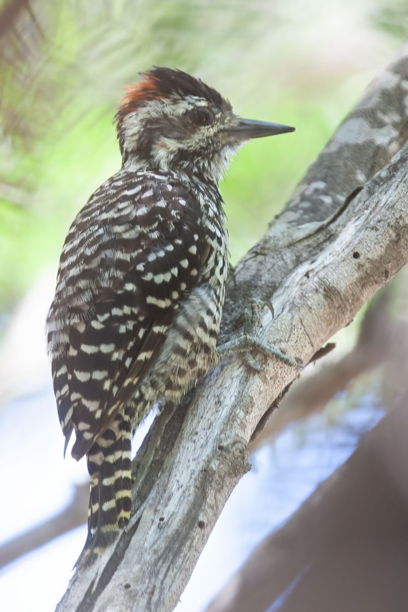 Veniliornis lignarius