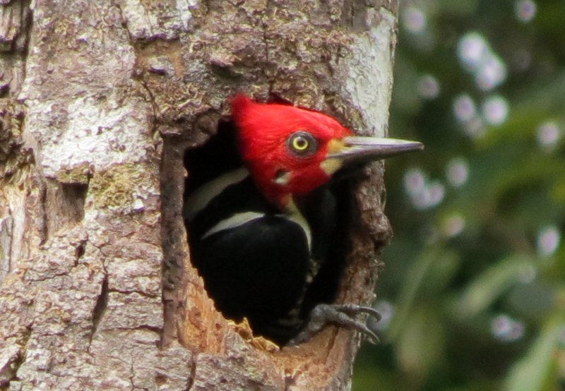 Pajaro Sonador смотреть