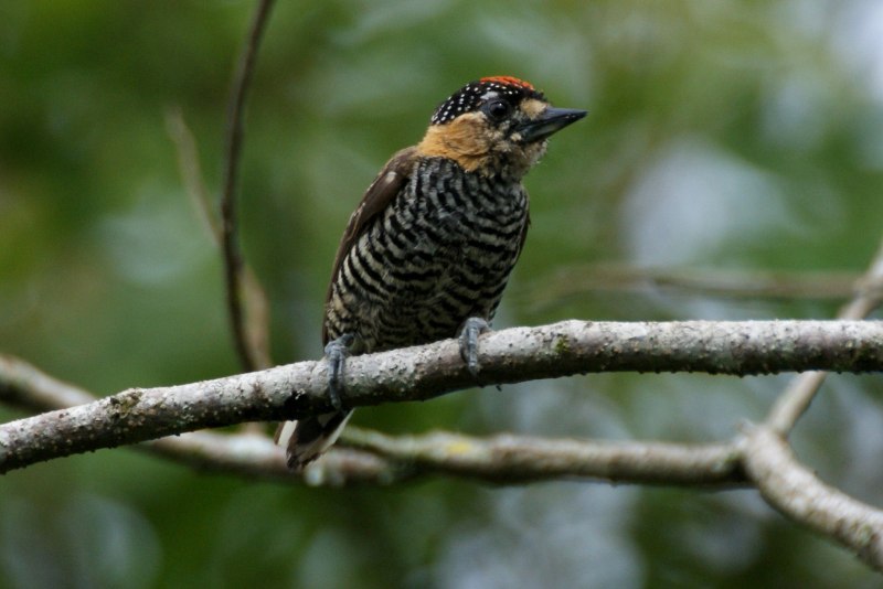 Picumnus temminckii