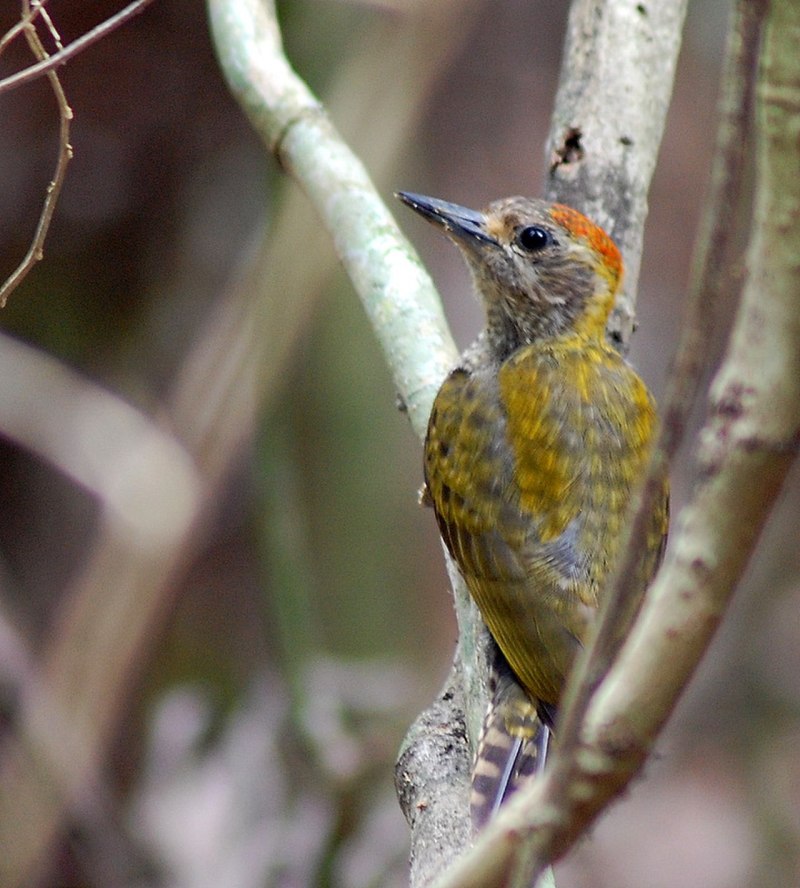Veniliornis maculifrons