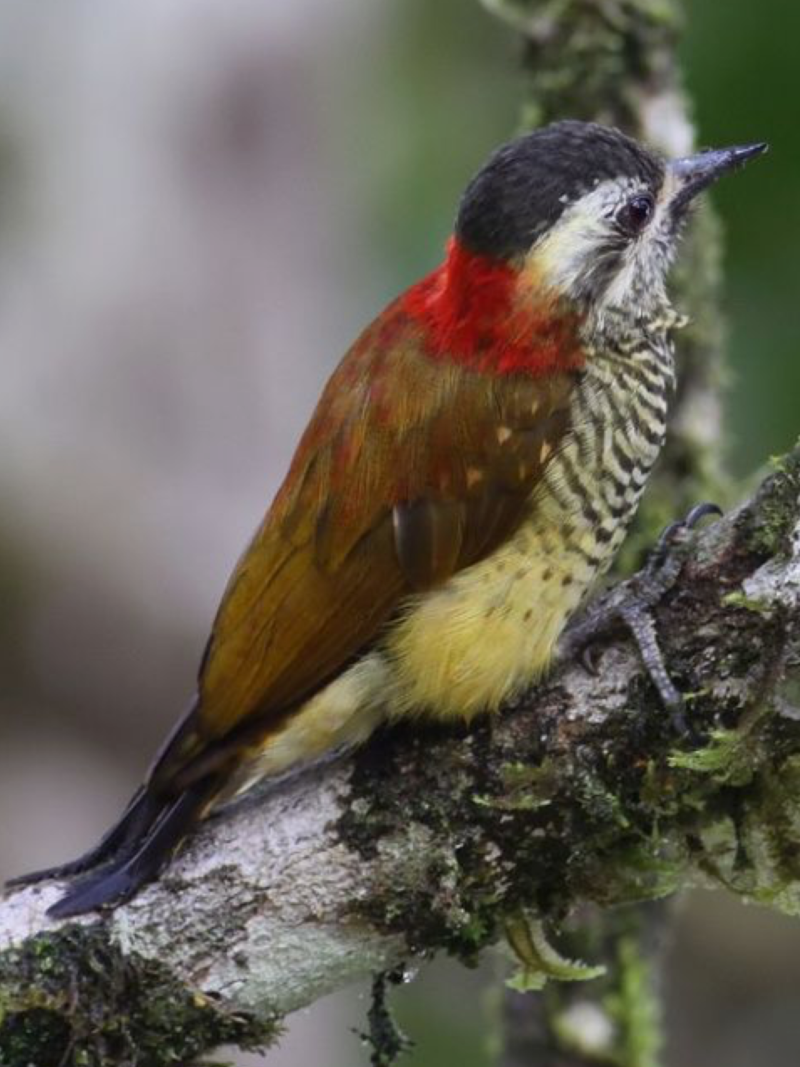 Veniliornis chocoensis