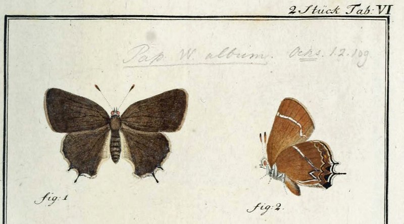 Satyrium w-album Larvae