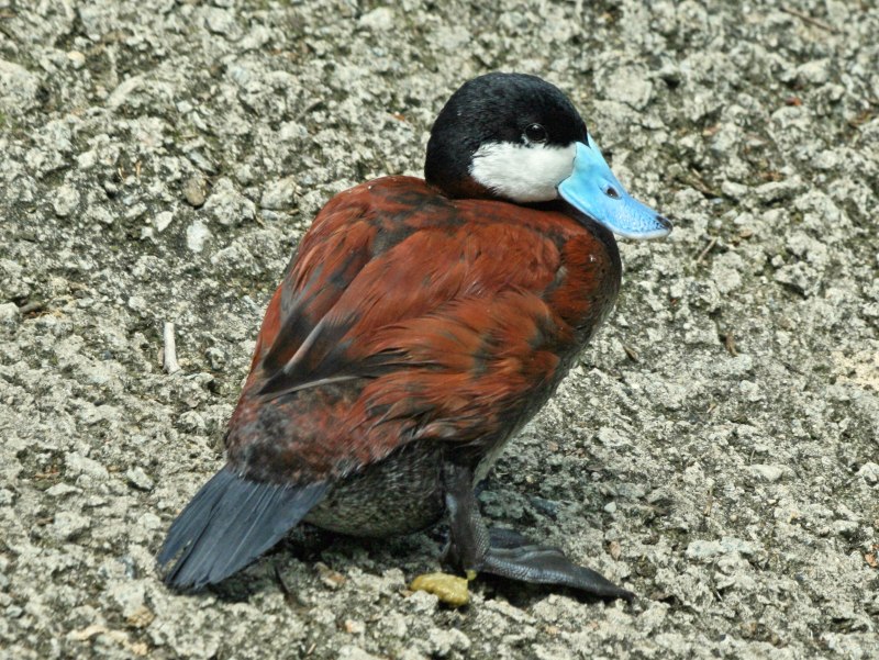Американская Савка Oxyura jamaicensis