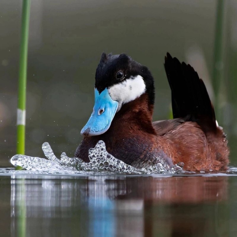 Ruddy Duck