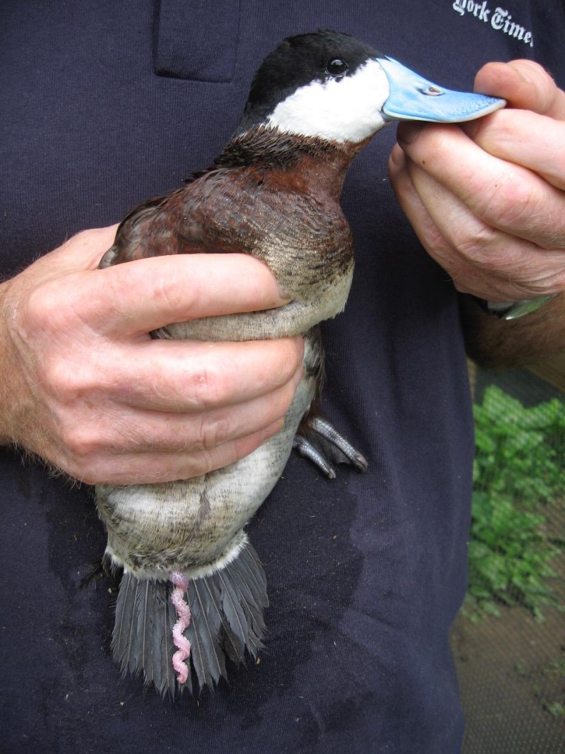 Американская Савка Oxyura jamaicensis
