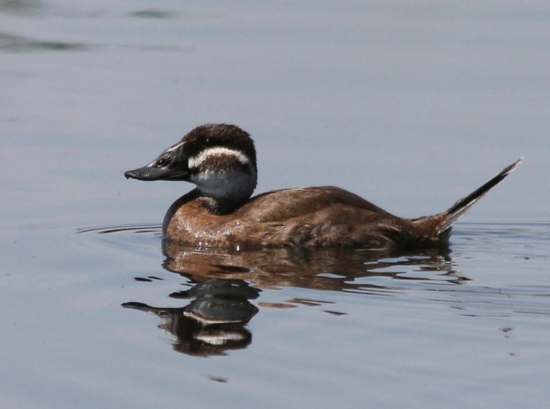 Савка Oxyura leucocephala