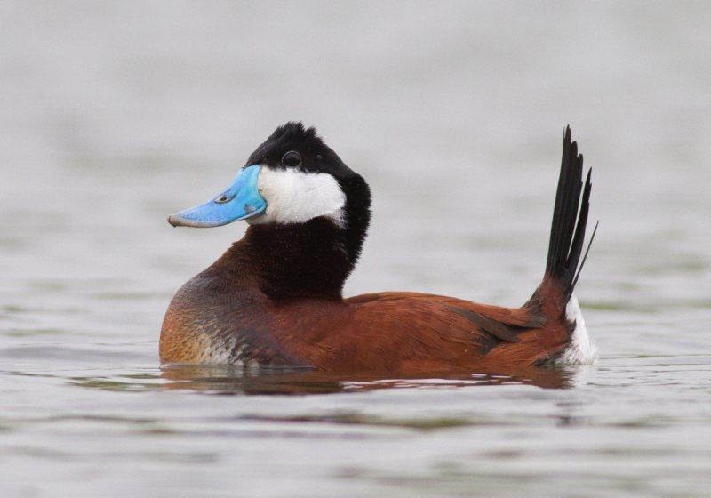 Американская Савка Oxyura jamaicensis