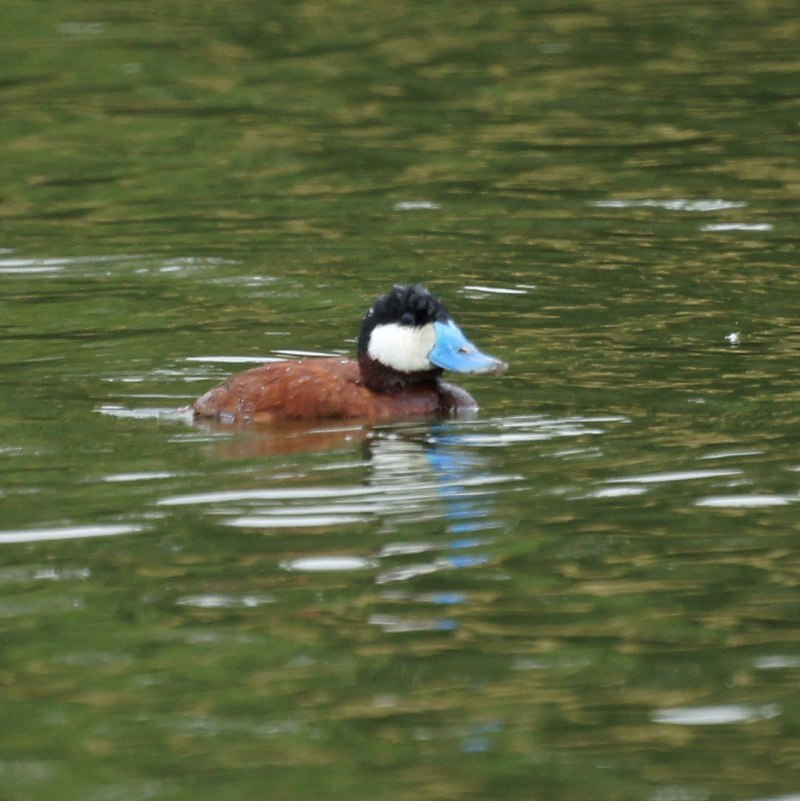 Ruddy Duck мобла