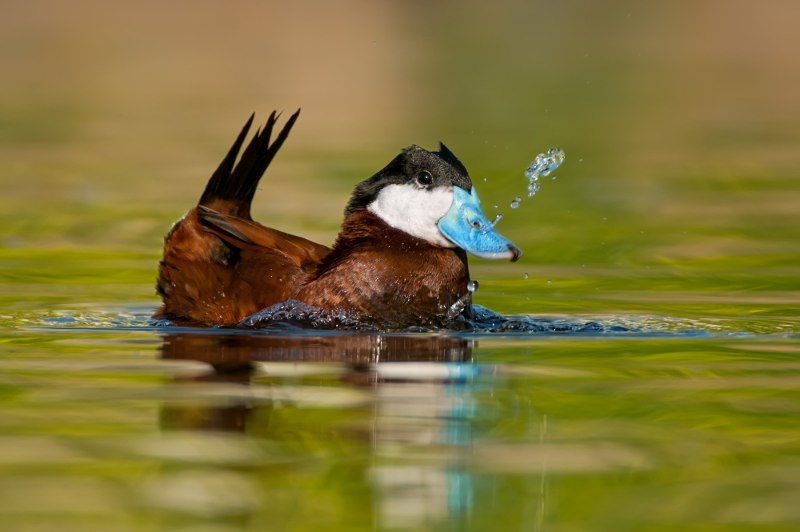 Американская Савка Oxyura jamaicensis