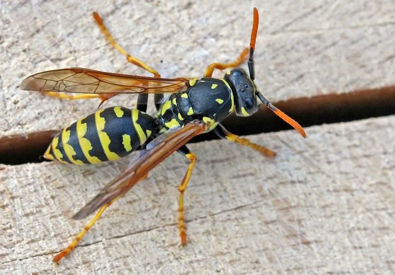 Polistes gallicus