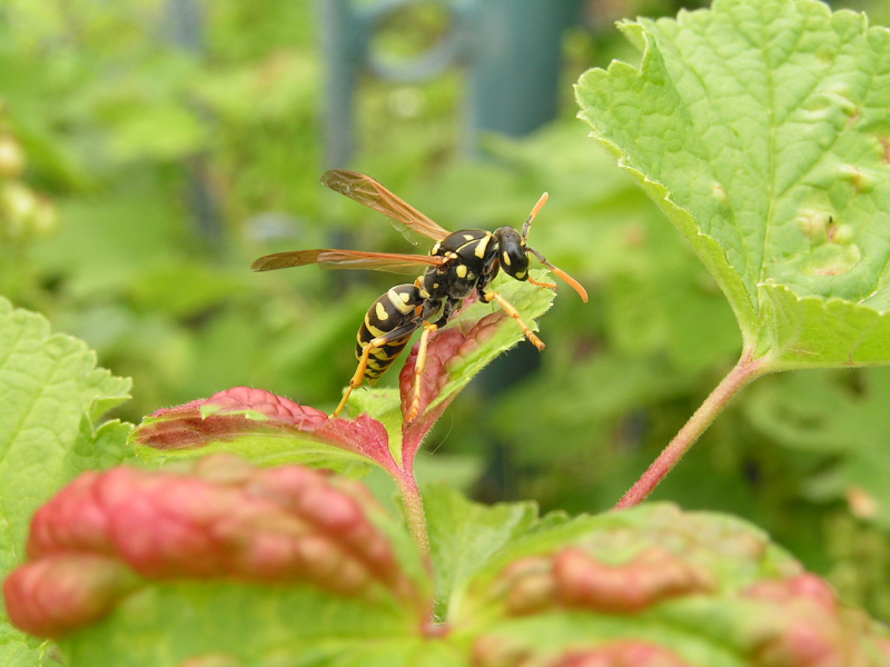 Оса polistes