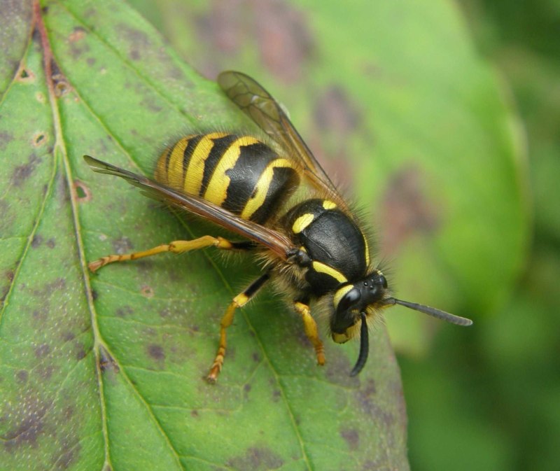 Dolichovespula Sylvestris